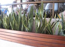 Kwikfynd Indoor Planting
cassilisvic