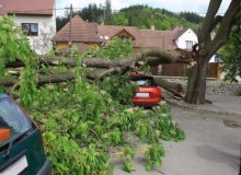 Kwikfynd Tree Cutting Services
cassilisvic
