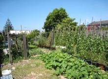 Kwikfynd Vegetable Gardens
cassilisvic